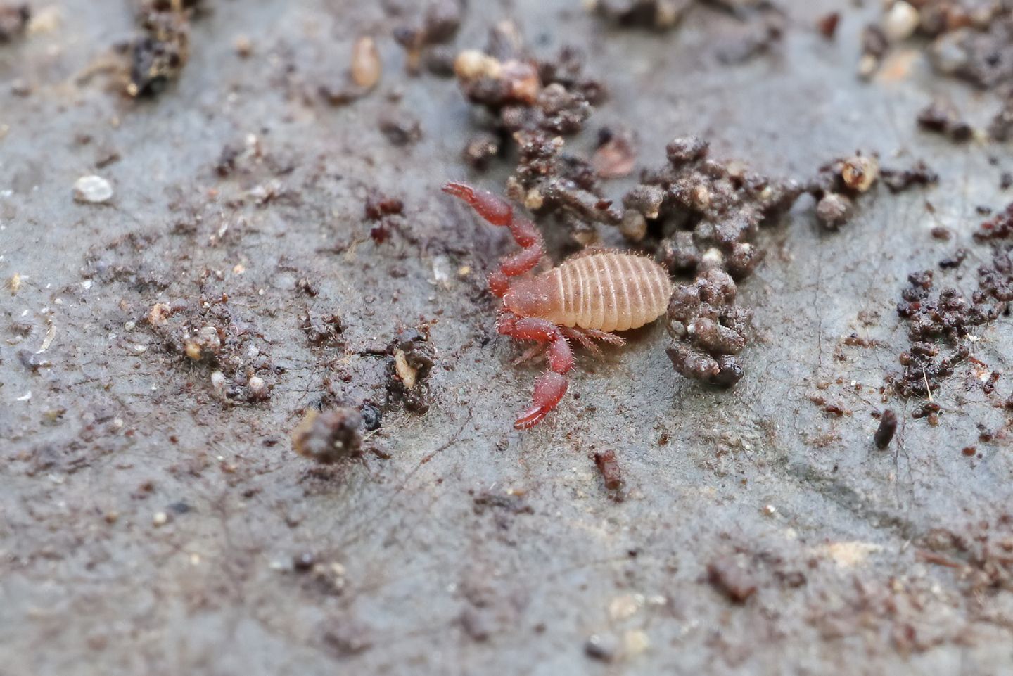 Pseudoscorpione:  Chernetidae sp. (cfr.)